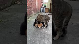 AI cat Failed AI output 0003 two tails #cat #funnycats #cute