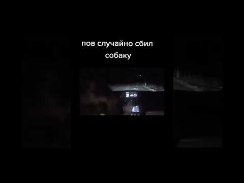 собака украл машину