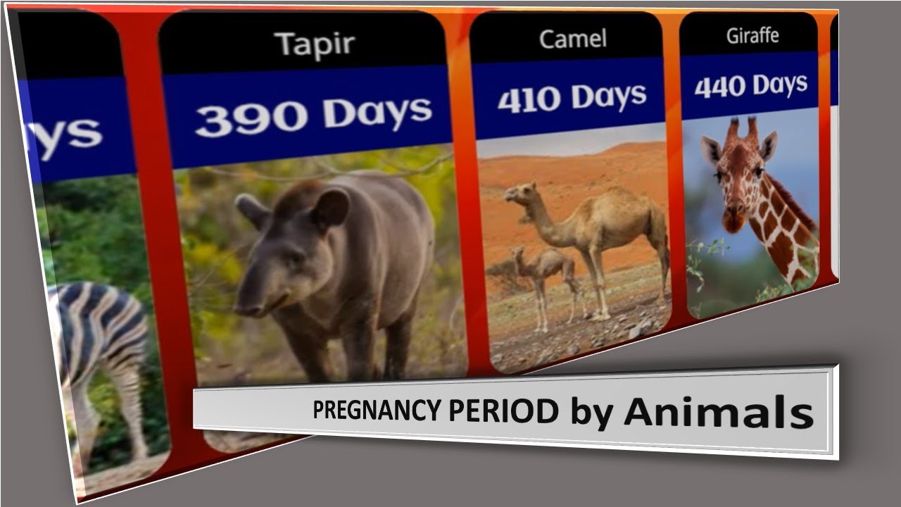 PREGNANCY PERIOD by Animals || 50 Animals With the Gestation Period