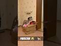 Parkour cats 🐱