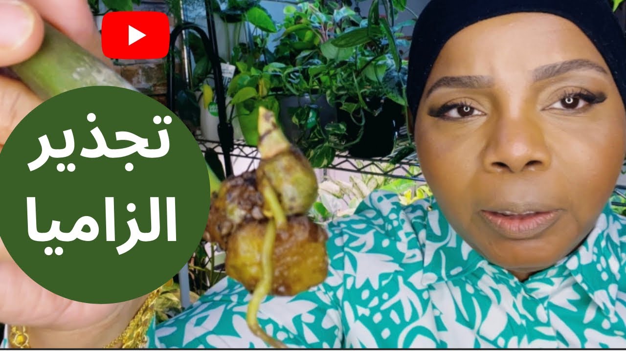 كيف وشلون جذرت نبات الزاميا زيزي بلانت ؟! 🪴