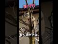 木登りジル君がとんでもないことになりました!!【保護猫ジルベール】 #cat #ネコ #保護猫
