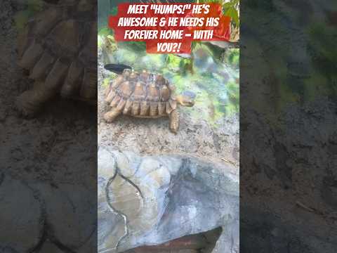 Meet “Humps!” He’s awesome & he is looking for his forever home—with YOU?!