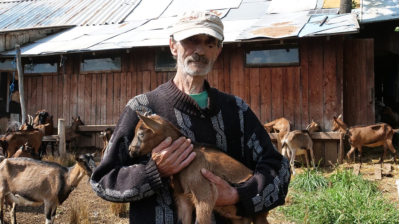 Zahvaljujući kozama vratio dug za porodičnu kuću