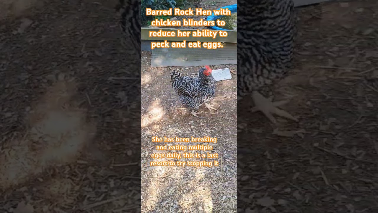 Chicken wearing blinders to try to reduce intentional egg eating