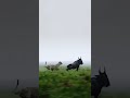 Jungle Ka Silent Killer 😳 | Leopard Hunt in the Wild