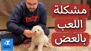 حل مشكلة اللعب بالعض وتدريب امر No مع ليو جرو جريفون | حصة تدريب عملي مهمة جدآ