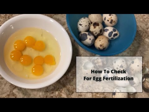 Wideo: Czy zapłodnione są jaja przepiórcze?