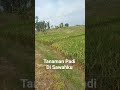Tanaman Padi #sawah #petani #padi #motivasidiri #shorts #beranda #hiburan #viral #vlog #musikvlog