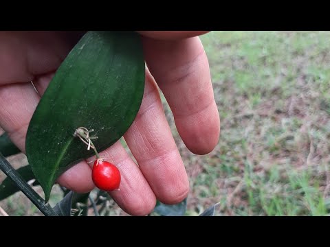 Video: Ruscus Bitki Bakımı - Bahçelerde Ruskus Bitkileri Nasıl Yetiştirilir