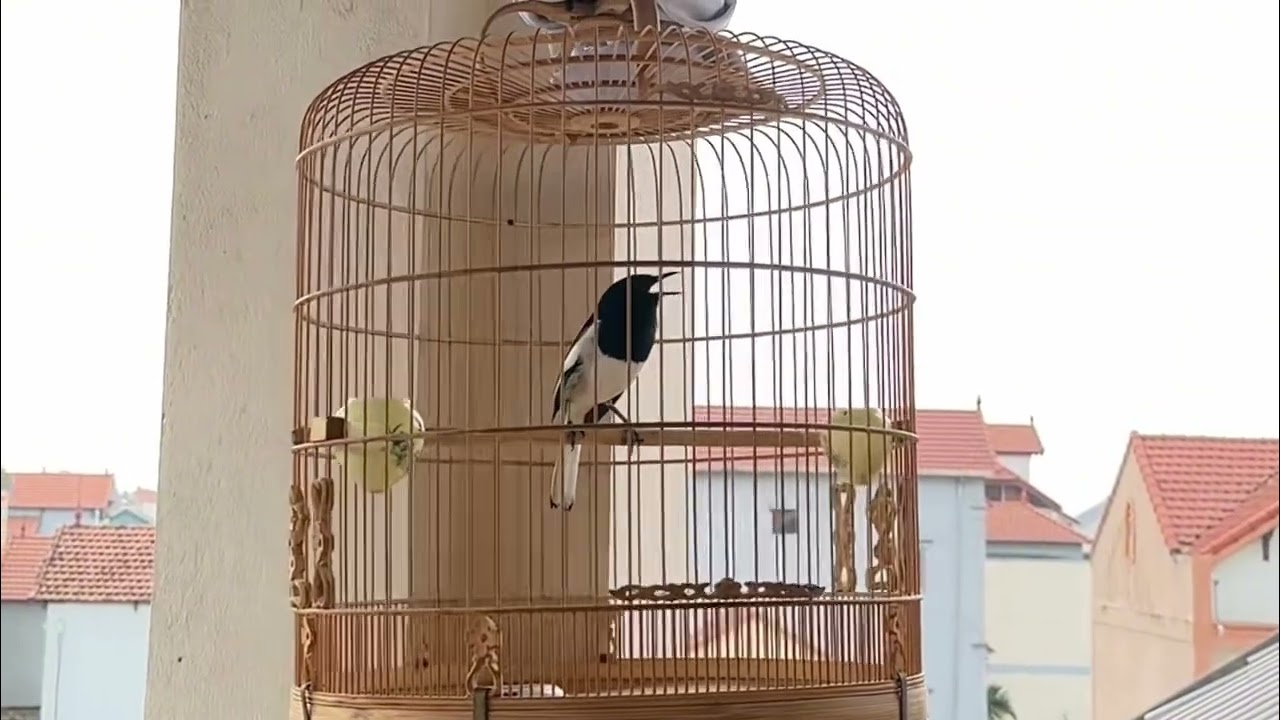 Choè Than Đấu Hót Xoè Cực Căng Lửa 🔥Bộ To Dài Đòn Líu Cực Hay , Chim Thuần Khiển Múa Hót Cực Víp