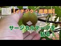 【イチジク・庭農園】イチジクにサージカルテープを貼ったら まさかの白　#ブルーベリー　#ゴールドフィグ#ロングドゥート　#久留米くろあま　#イチジク