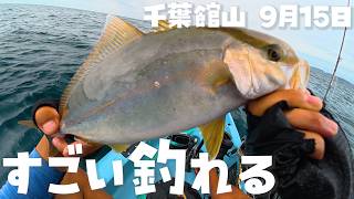 ショゴを安定して釣り上げる方法！カヤックフィッシング館山釣り水中映像2025年9月15日