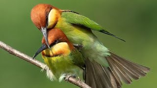 Birds Singing Without Music - Bird Sounds Relaxation, Soothing Nature Sounds, Birds Chirping#video