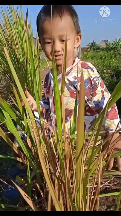 Sholawat syifa - sholawatan di sawah (Muhammad Ali Al Fatih)