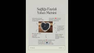 Yaban Mersininin Sayilamayacak Kadar Faydasi