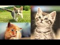 🐱 Cute Kittens Compilation October 2020 🐈 Cute Kittens and Cats Playing 💗 So Adorable and Sweet!