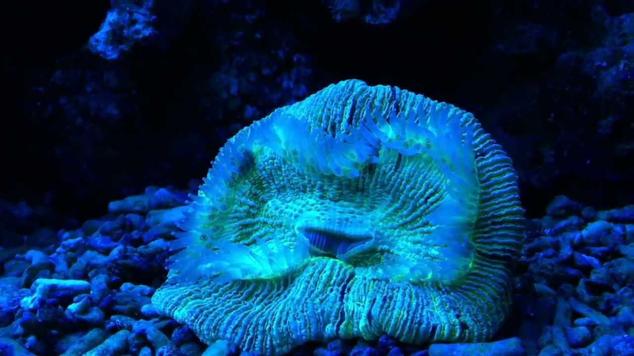 SWAINY'S CORAL REEF UNDER BLUES. - YouTube