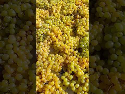 ВИНОГРАД 🍇 ПОСТАВИТЬ ДУРЬЗЯ ПОСТАВИТЬ ЛАЙК НА КАНАЛ ПОСТАВИТЬ ЛАЙК #нижони #истаравшан #yangiliklar