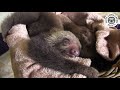 MEET THE SLOTHS: Pickle