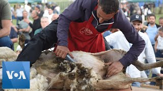 Armenian Sheep Shearers Compete During Agricultural Festival | VOA News