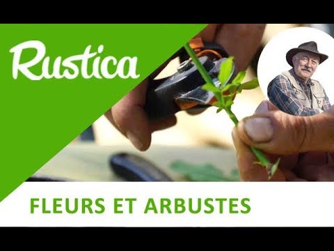 Vidéo: Démarrage d'une plante de jasmin - Quand et comment propager les plantes de jasmin