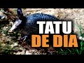 Cachorra caçando Tatu de dia - Cachorro americano