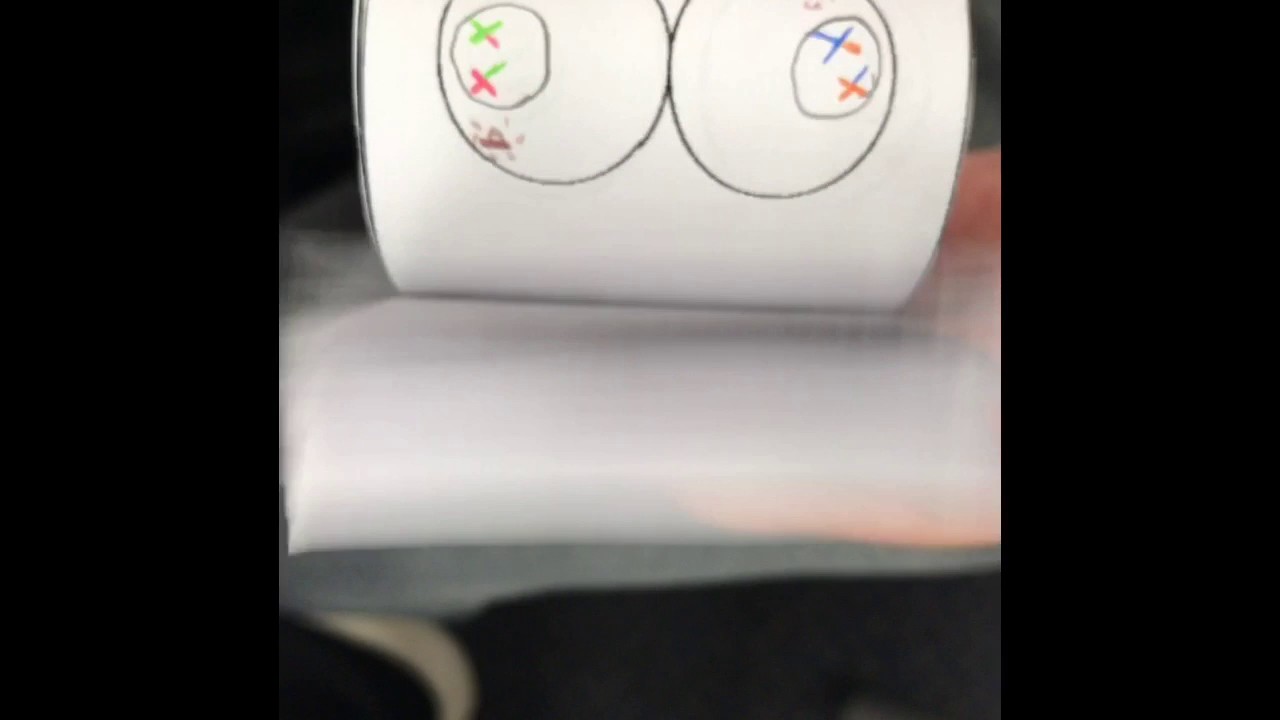 meiosis flip book template meiosis flip book template