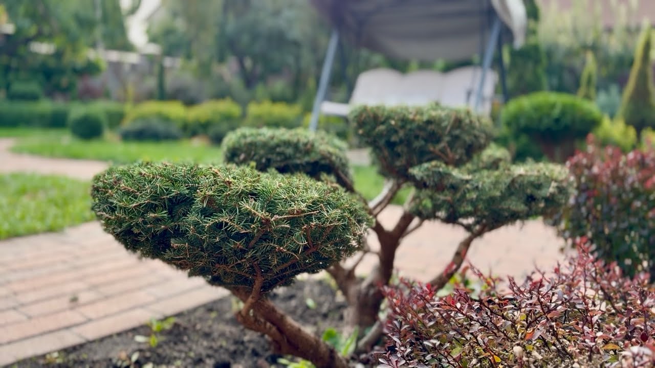 ПОСЛЕ ТАКОЙ СТРИЖКИ МОЖНО ГОД НЕ ПОДХОДИТЬ! ЕЛЬ ОБЫКНОВЕННАЯ “NIDIFORMIS”!