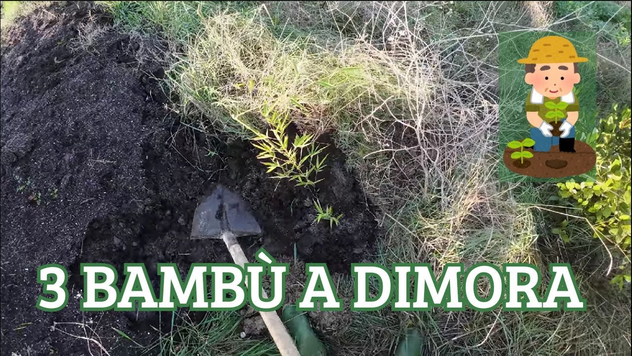 “Mettiamo a dimora 3 bambù per rinforzare il confine del Boschetto 🎋🌱 | Agroforestazione pratica”