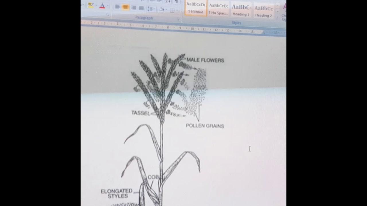 Biology Practical study of pollination by different agencies spotting