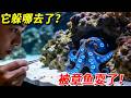 尋找消失的死神!我舉着魚餌誘導了半小時,才想起懷孕的藍環章魚根本不吃東西!#搞笑 #搞笑视频 #pets #大熱門 #animals