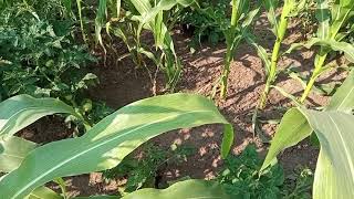 Помидоры в междурядье кукурузы