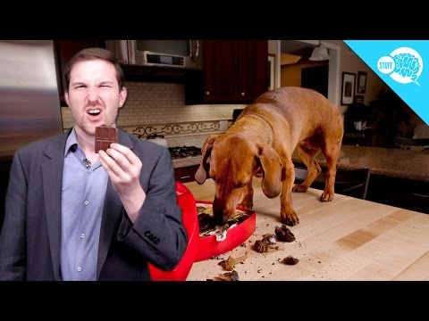 Is Chocolate Poisonous to Dogs?