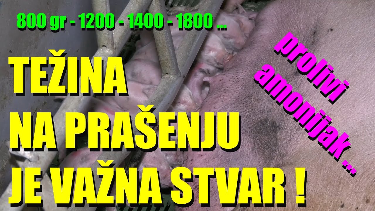 OVO SVINJARI MORAJU DA ZNAJU - ima veze s kojom kilažom je OPRAŠENO PRASE - kako da rešite probleme?