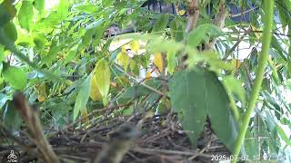 キジバト巣立ち配信　北海道野鳥LIVE ～‘Hokkaido bird watching LIVE Cam4～
