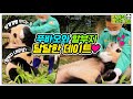 Sub    ep 13   38kg          everland fubao