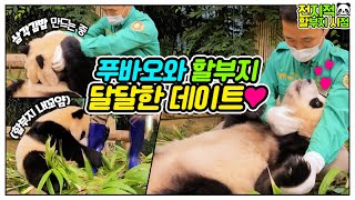 [Omniscient grandpa viewpoint] It's so big, it's so cute!! 38kg baby panda!│Everland Panda Fubao
