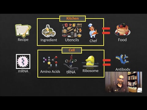 Vaksin mRNA Mengubah DNA Manusia ??. Penjelasan ringkas