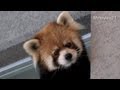 恋するセイタ~Red Panda in Love