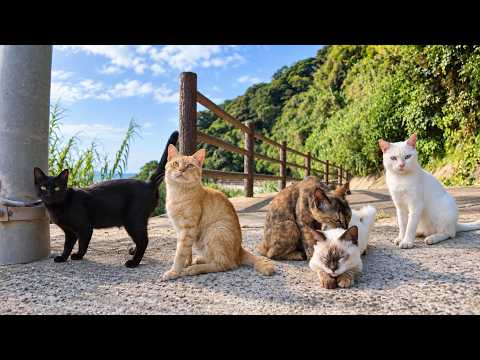 I Went to a Cat Gathering on the Mountain and Met the Most Popular Cat