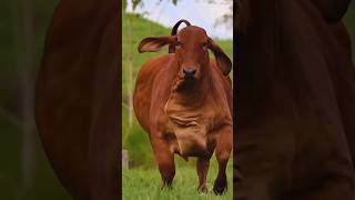 Huge Big Red Cow || Wildlife Journey #shorts #cow #viral