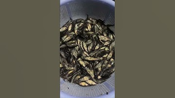 Cá thác lác giống. Cá nàng hai giống #trại_cá_giống_út_me #fishing #cá #cá_giống 0909 77 0509