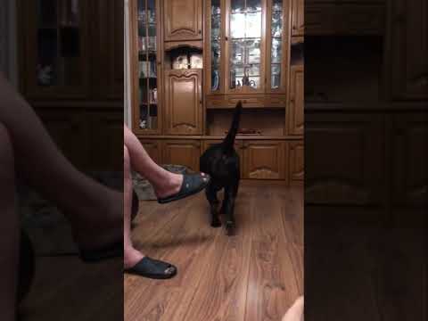 Радость в глазах #shorts #short #лабрадор #chocolatelab #dogs #shortvideo #собака #мем #милашка