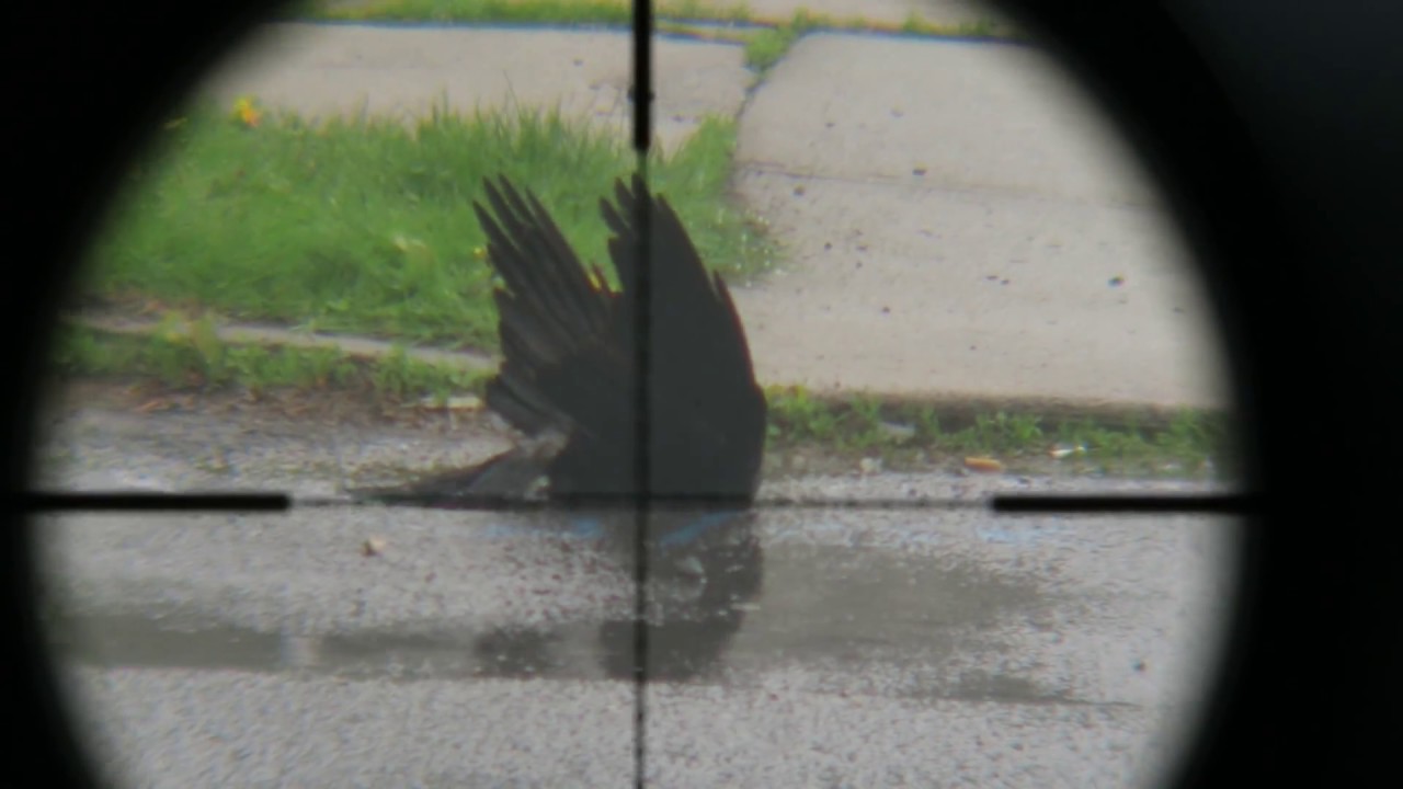 First Hunt Channel Introduction Airgun Evolution YouTube