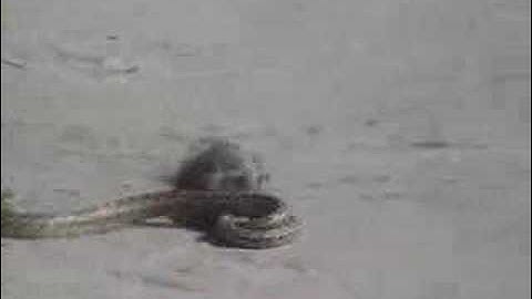 FourLegsGood_NoLegsBad