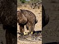 #eagle 🦅🦅