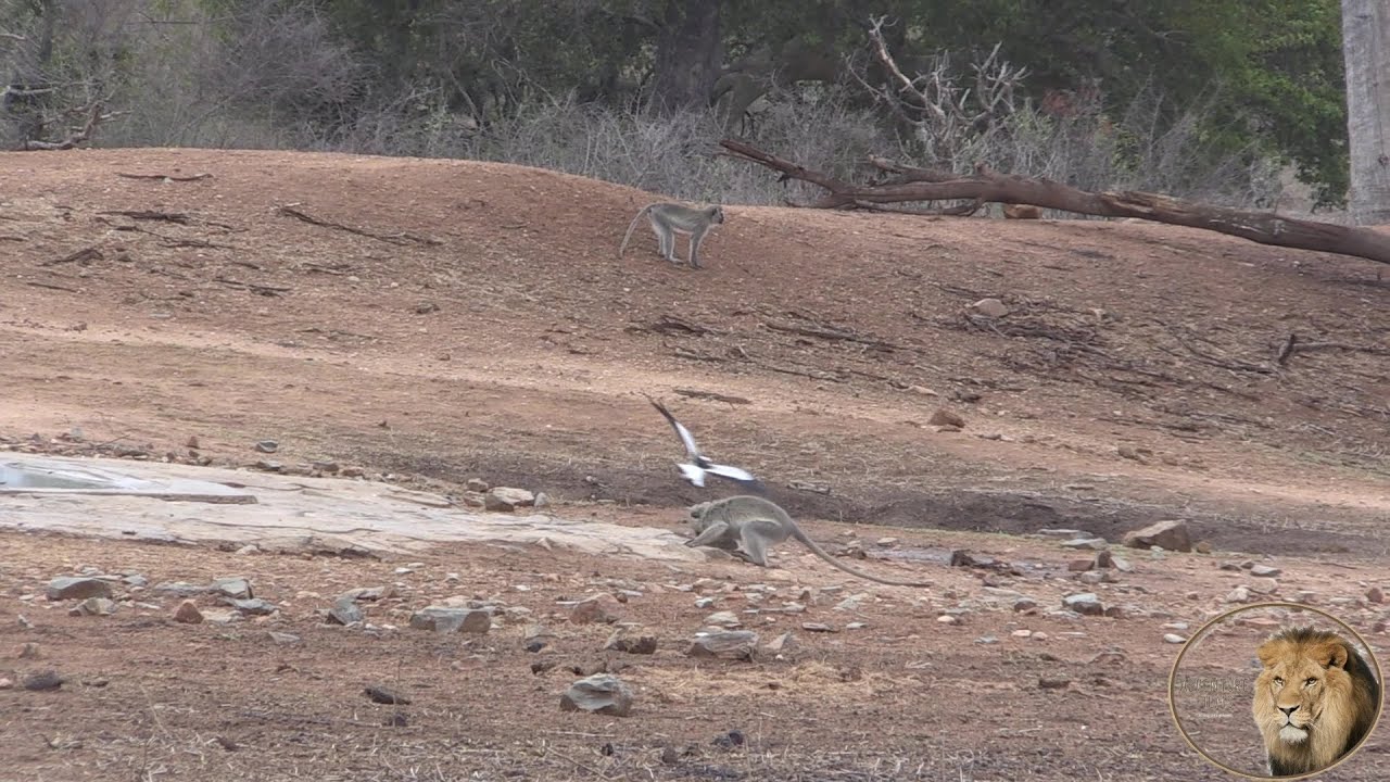Small Brave Bird Attack Monkeys