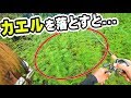 【入れ食い】アロワナの巣に「カエル」を落としたらとんでもないことになった！！！！！