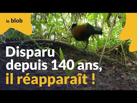 Après 140 ans d'absence, un oiseau disparu réapparaît en  Papouasie-Nouvelle-Guinée